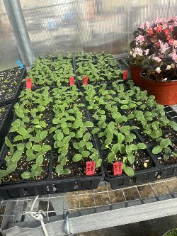 VEG1